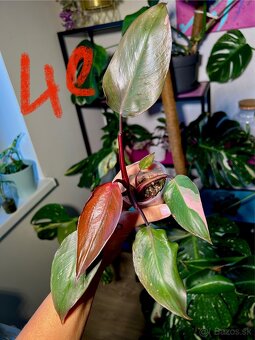 Rastliny Philodendron Pink Princess - 4