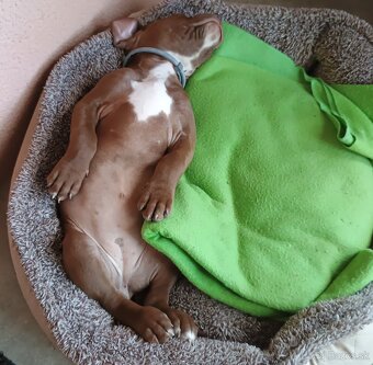 Americký pitbullterier - 4