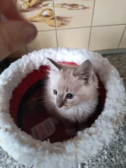 Ragdoll mačiatka - 4