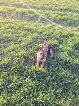 Stena Nemecký ovčiak - 4