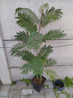 80-90 cm / 15 €, 120cm / 20€. Albizia Julibrissin - 4