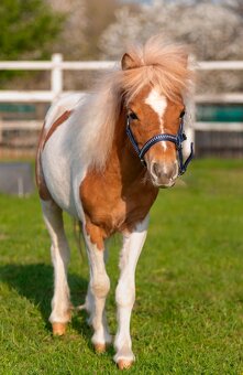 Mini American hors - 4