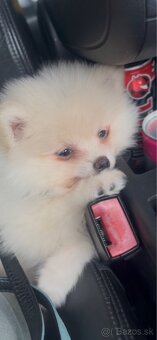 Čistokrvného mini pomeraniana - 4