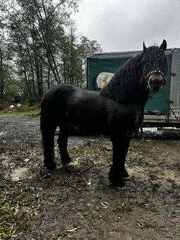 Predám ťažného zrebca - 4