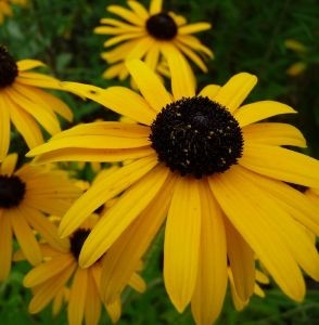 Rudbeckia srstnatá žltá - 4