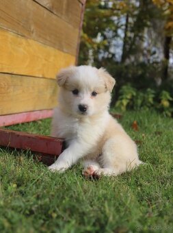 Border kolia s PP - 4