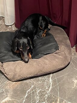 Ponúkame nádherného jazvečíka na krytie - 4