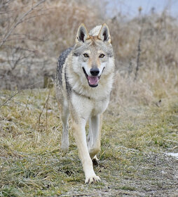 šteniatka československy vlčiak - 4
