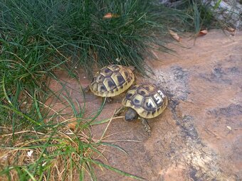 Testudo hermanni - 4