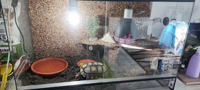 Predám suchozemskú korytnačku ( korytnačka uhoľná ) - 4