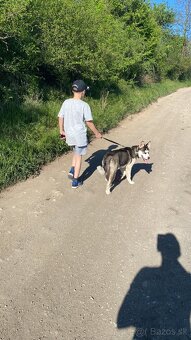 Sibírsky Husky - 4