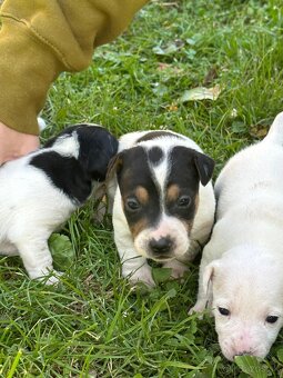 Jack Russel teriér - 4