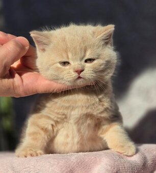 Britská kratkosrsta britské mačiatka Brit - 4