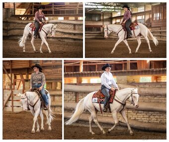 Pripúšťanie cremello Quarter Horse žrebcom - EARLY BOOKING - 4