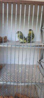 Predám Čižíkov Yarrellii - 4