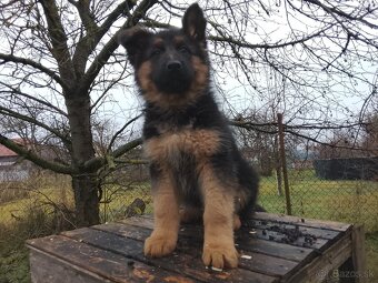 Nemecký ovčiak - 4