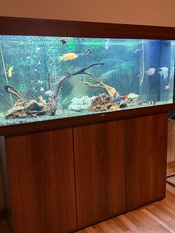Predám akvarium Juwel RIO 240 - 4