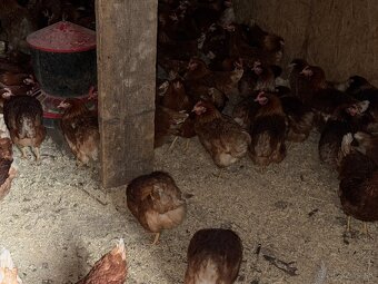 Sliepky Mládky Nosnice Lohman - 4