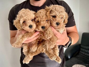 Maltipoo štěňátka - 4