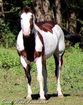 AMERICAN PAINT HORSE - 4