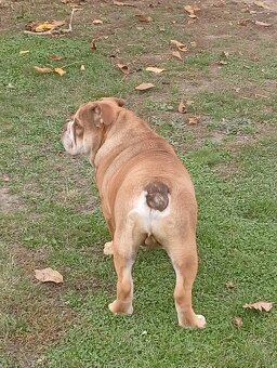 Anglicky buldog - 4