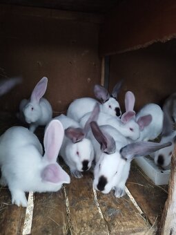 Predávam zajace matka ich hyla a  otec belgický obor Albin - 4