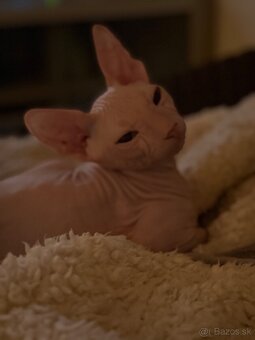 Don sphynx - 4