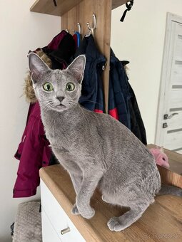 Ruská modrá mačka - 4