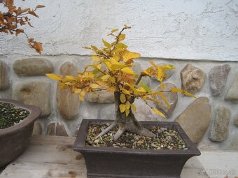 bonsai,bonsaj-hrab 26 - 4