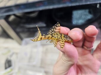 L 236 Super Yellow - odchov - 4