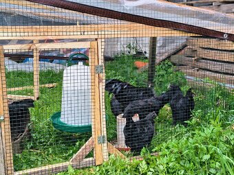 Ayam cemany - 4