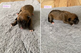 Šteniatka - Americký stafordšírsky teriér (Amstaff, Staford) - 4