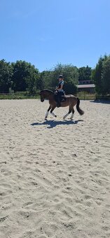 Predám 10 ročnú welsh cob kobylu - 4