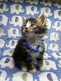Mainská mývalia Maine coon - 4