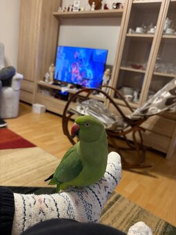 Alexander Malý- ručne dokŕmený - 4