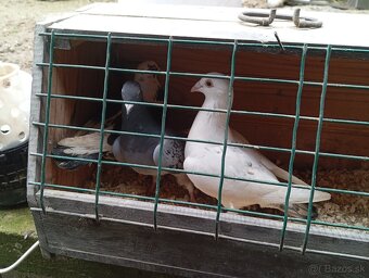 Poštové holuby  rôzne strakate farby - 4