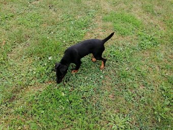 Jagdterrier - 4