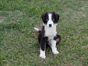 Miniatúrny americký ovčiak s PP- s rodokmeňom - 4