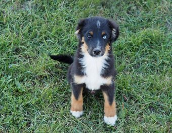 Miniatúrny americký ovčiak s PP- s rodokmeňom - 4