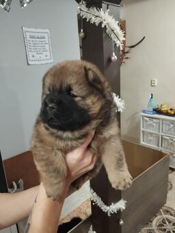 Chow chow, čau čau šteniatka - 4