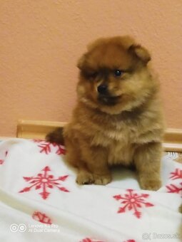 Oranžový špic - 4