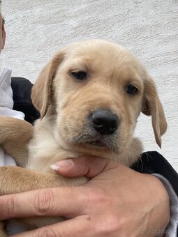 Labrador-retriver - 4