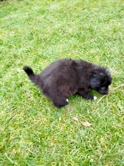 Ponúkam šteniatka border kolia–otec, matka-krizenres Skalica - 4