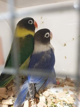 Agapornis škraboškový - 4