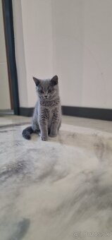 Britská mačiatka - 4