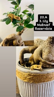 Pagekon riasnaty - 4