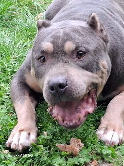 American bully - krytie - 4