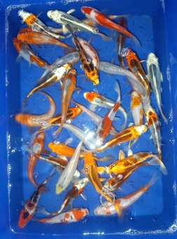 Koi kapor/ koi kapre/jazierkove ryby - 4