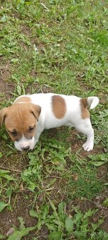 Jack russel terier šteniatka - 4