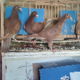 Poštové holuby Meulemans - 4